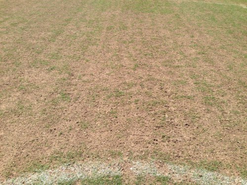 Bermudagrass Field That was Not Fraze Mowed