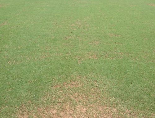 Day 7 of Recovery on Fraze Mowed Field