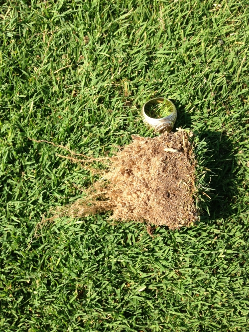 Thatch/ Organic Build Up AFTER Fraze Mowing in 2013